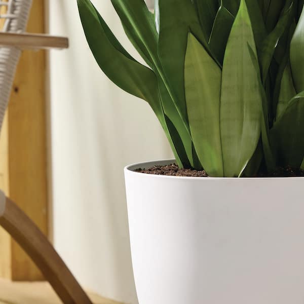 Vigoro Cersei Large Matte White Plastic Planter (16 in. L x 16 in