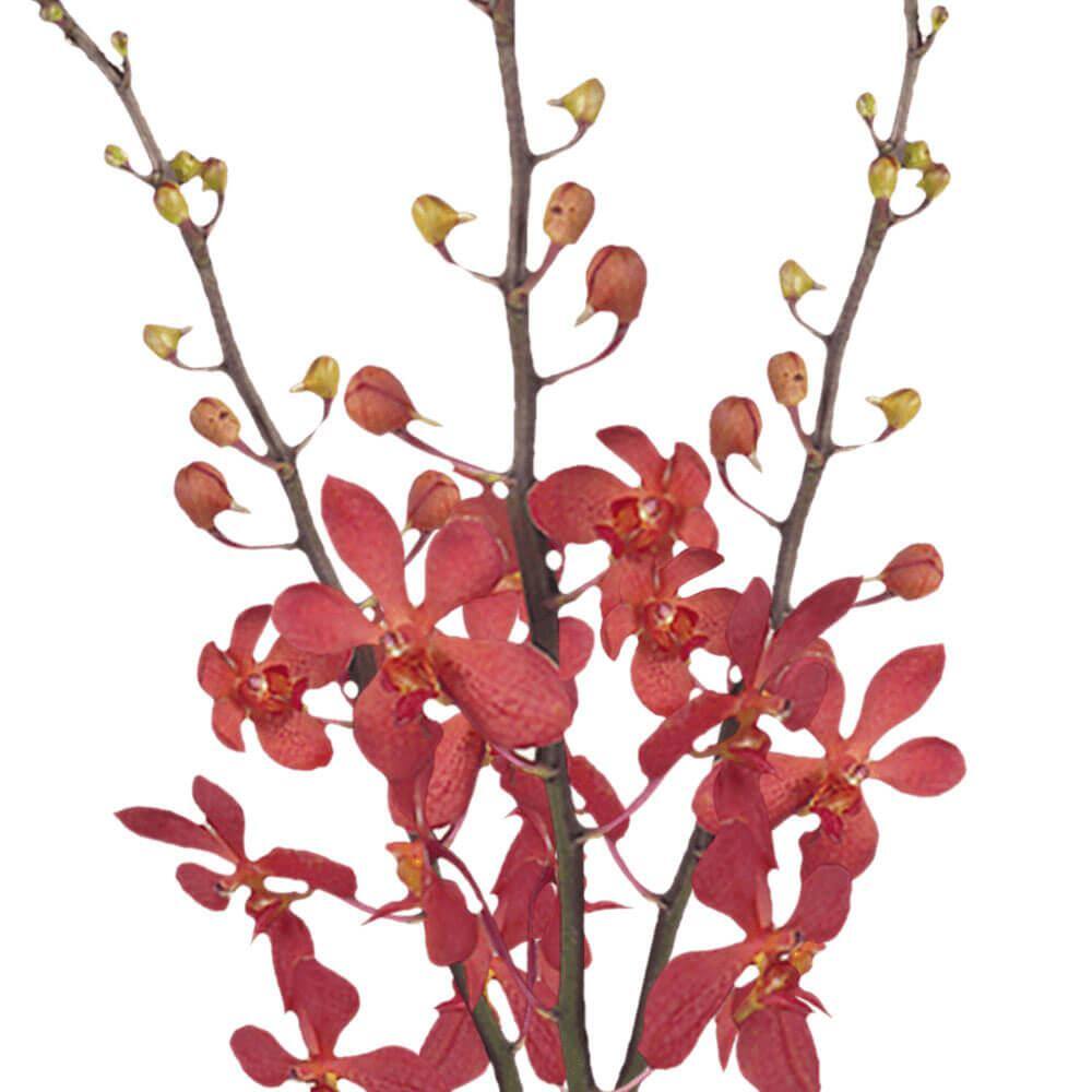 Globalrose 20 Red Crystal Mokara Orchid Flowers Fresh Flower Delivery