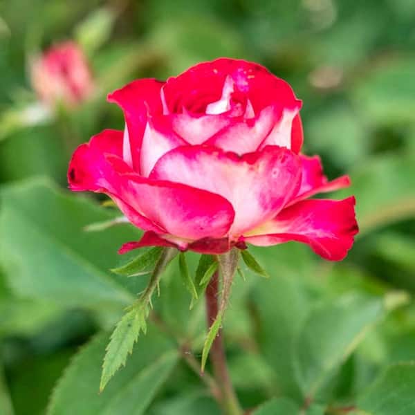Spring Hill Nurseries Love at First Sight Hybrid Tea Rose, Live Bareroot Plant, Red Color Flowers (1-Pack)
