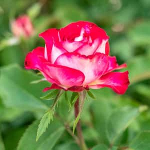 Love at First Sight Hybrid Tea Rose, Dormant Bare Root Plant with Red Color Flowers (1-Pack)