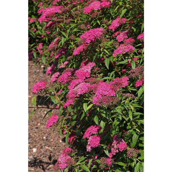 BELL NURSERY 3 Gal. Anthony Waterer Japanese Spirea (Spiraea