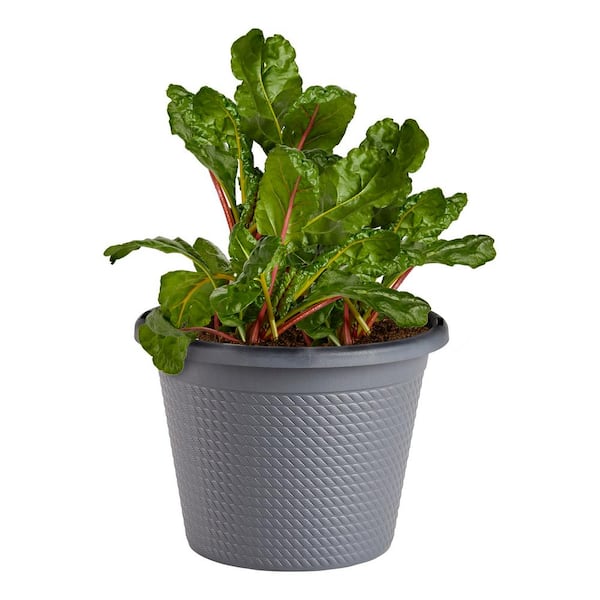.94 Gal. Swiss Chard