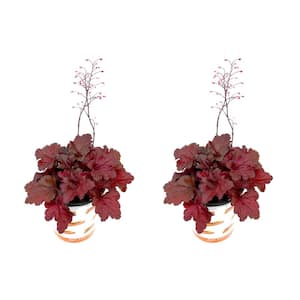 2.5 Qt. Heuchera Forever Red Ground Cover Perennial Plant (2-Pack)