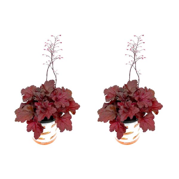 Vigoro 2.5 Qt. Heuchera Forever Red Ground Cover Perennial Plant (2-Pack)