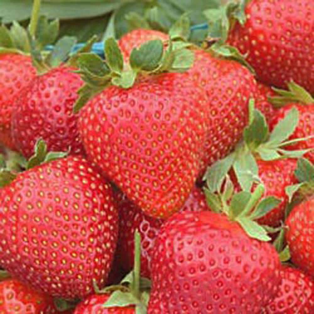 Seascape Strawberry Bareroot Plant (10-Pack) price history on PriceWatchPro