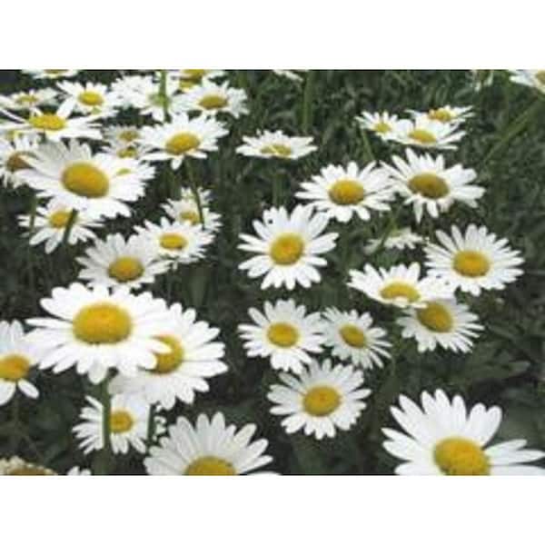 BELL NURSERY 3 Gal. White Daisy May Shasta Daisy (Leucanthemum) Perennial Plant with White Flowers in Grower Pot