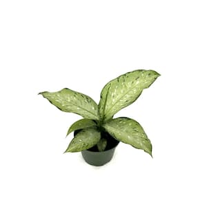 6 in. Dieffenbachia Memori Corsi Plant in Grower Pot