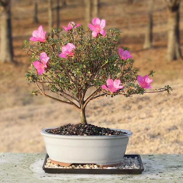 brussel's BONSAI Satsuki Azalea Bonsai Tree Outdoor Plant in