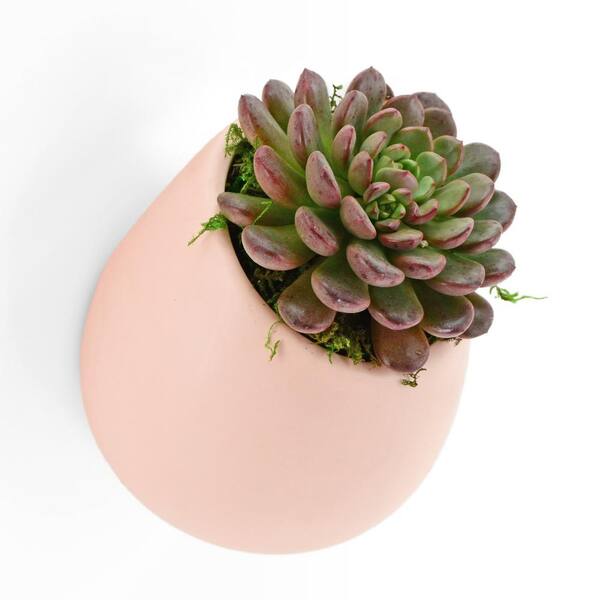 Arcadia Garden Products - Round 5-1/2 in. x 6 in. Coral Ceramic Wall Planter