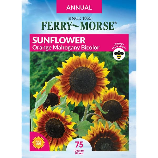 Ferry-Morse Sunflower Orange Mahogany Bi-Color Flower Seeds 1853
