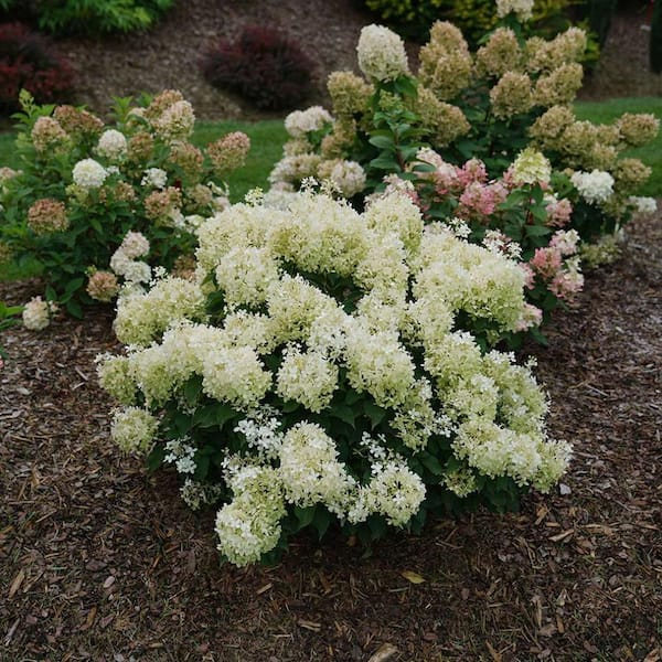 1 Gal. Puffer Fish Panicle Hydrangea (Paniculata), Live Plant, Shrub, White  to Pink Flowers