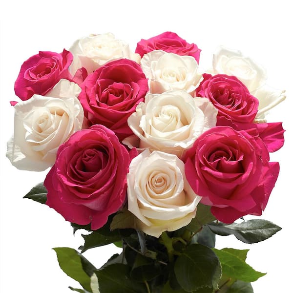 Globalrose 50 Stems of Roses 25 Hot Pink and 25 White