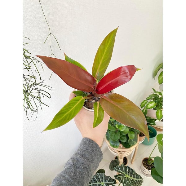 Wekiva Foliage Philodendron Sun Red-Live Starter Plant in 2 in Growers  Pot-Rare and Elegant Indoor Houseplant PhilSun2x1 - The Home Depot