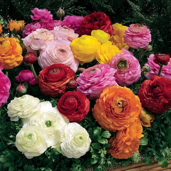 Vigoro 1 qt. Ranunculus Magic mix Annual Live Plant (4-Pack)