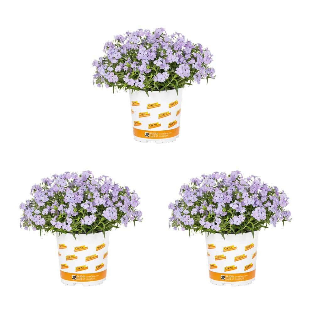 Vigoro 2 Qt. Phlox Hybrid Paparazzi Jagger Perennial Plant (3-pack 