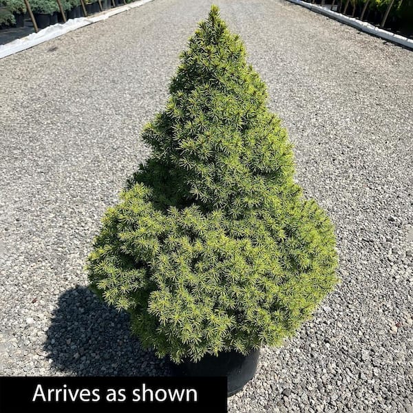 3 Gal. Alberta Spruce Holiday Shrub Plant