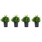 2.5 Qt. Kalanchoe Plant Yellow Flowers in 6.33 In. Grower's Pot (4-Plants)