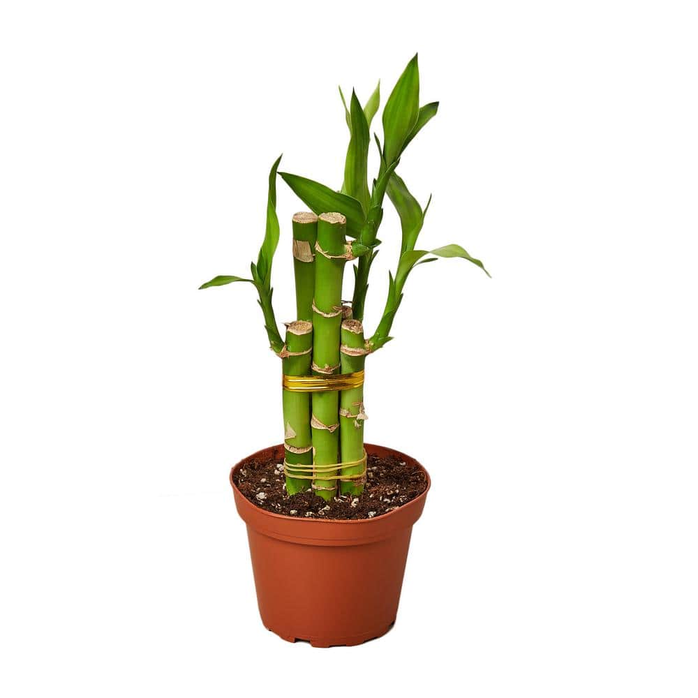 PPC INTERNATIONAL LLC Lucky Bamboo Dracaena Plant in 4 in. Grower Pot  4_DRACAENA_LUCKY.BAMBOO - The Home Depot
