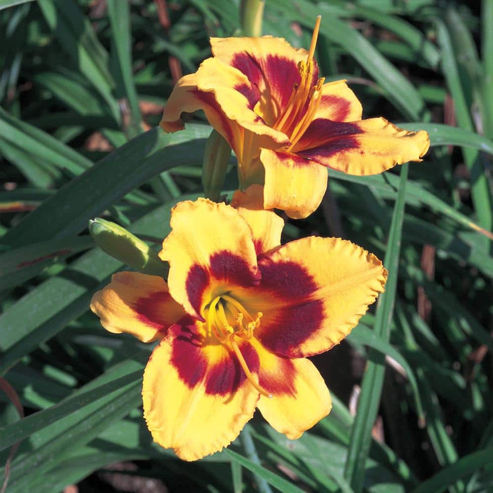 Vigoro 2 QT Hemerocallis Daylily 'Monterrey Jack' Yellow Perennial
