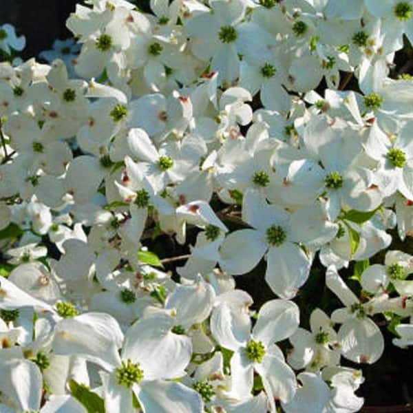5 Gal. Cherokee Princess Dogwood Flowering Deciduous Tree with White Flowers