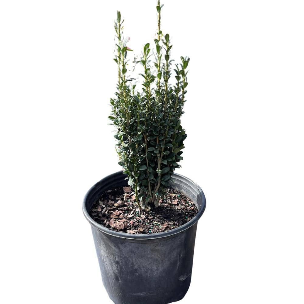 3 Gal. Sky Pencil Japanese Holly Non Flowering Shrub I950G3 - The