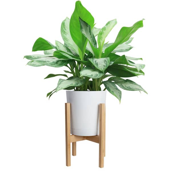 Costa Farms Aglaonema Chinese Evergreen Indoor Plant in 9.25 in. White Cylinder Pot and Stand, Avg. Shipping Height 2-3 ft. Tall