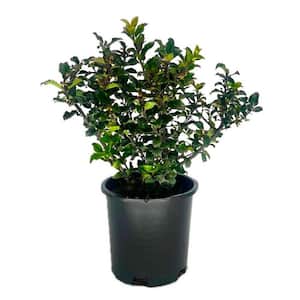 2.5 qt. Sky Pencil Japanese Holly (Ilex) Evergreen Live 2.5 qt. Sky Pencil Japanese Holly (Ilex) Evergreen Live