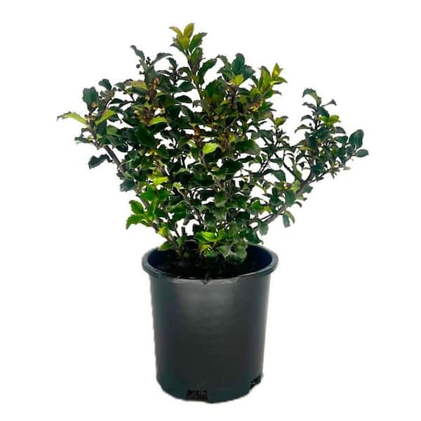 Unbranded 2.5 QT Blue Princess Holly (Ilex x meserveae 'Blue Princess') Evergreen Shrub 1-Each