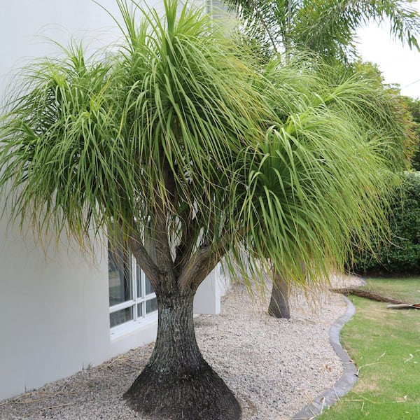 national PLANT NETWORK 4 in. Ponytail Palm Stump Plant in Grower Container  HD2569