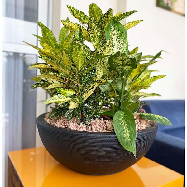 FLORIDIS Amsterdan Large Black Plastic Resin Indoor and Outdoor