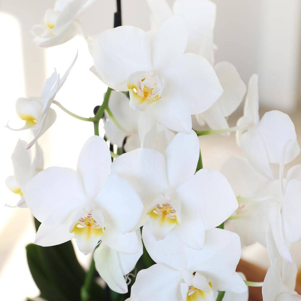 White Phalaenopsis Orchid in Beige Ceramic Pot