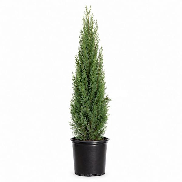 2.5 Gal. Italian Cypress (Cupressus Sempervirens) Live Evergreen Tree, Narrow Columnar Growth