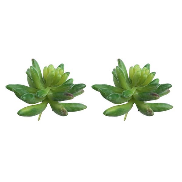 zz plant near me ZZ Plant – Liberty Landscape Supply