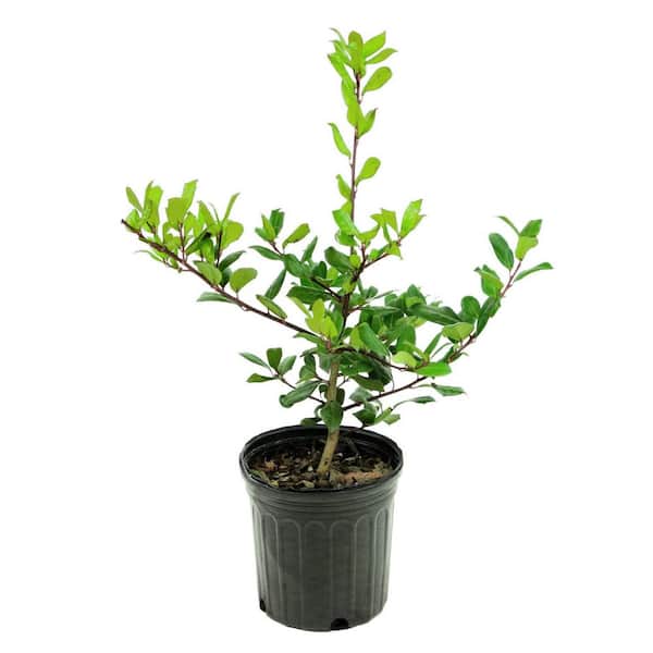 national PLANT NETWORK 1 gal. Holly Pyramidalis Shrub