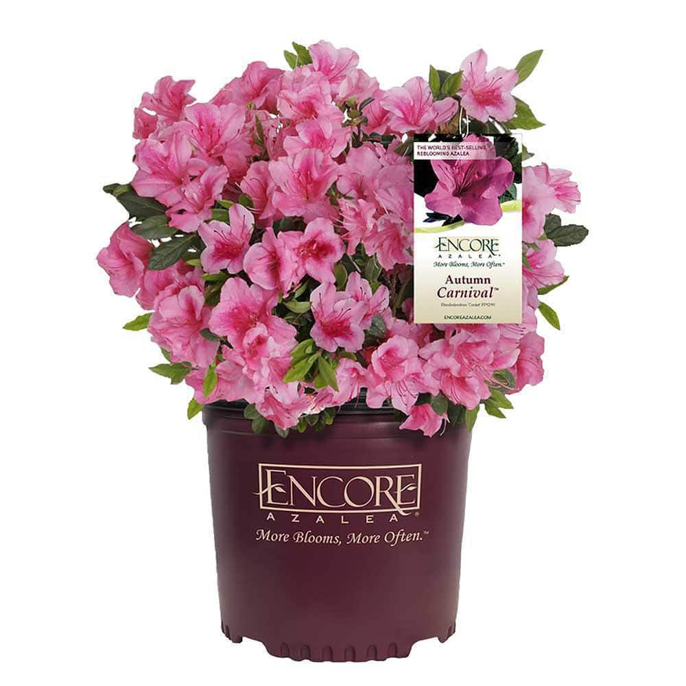 ENCORE AZALEA 1 Gal. Autumn Carnival Azalea Shrub with Fluorescent Pink ...