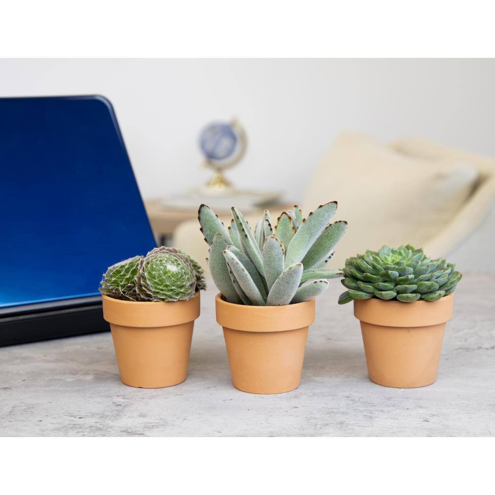 Multicolor Succulent Variety Pack in Clay Pots