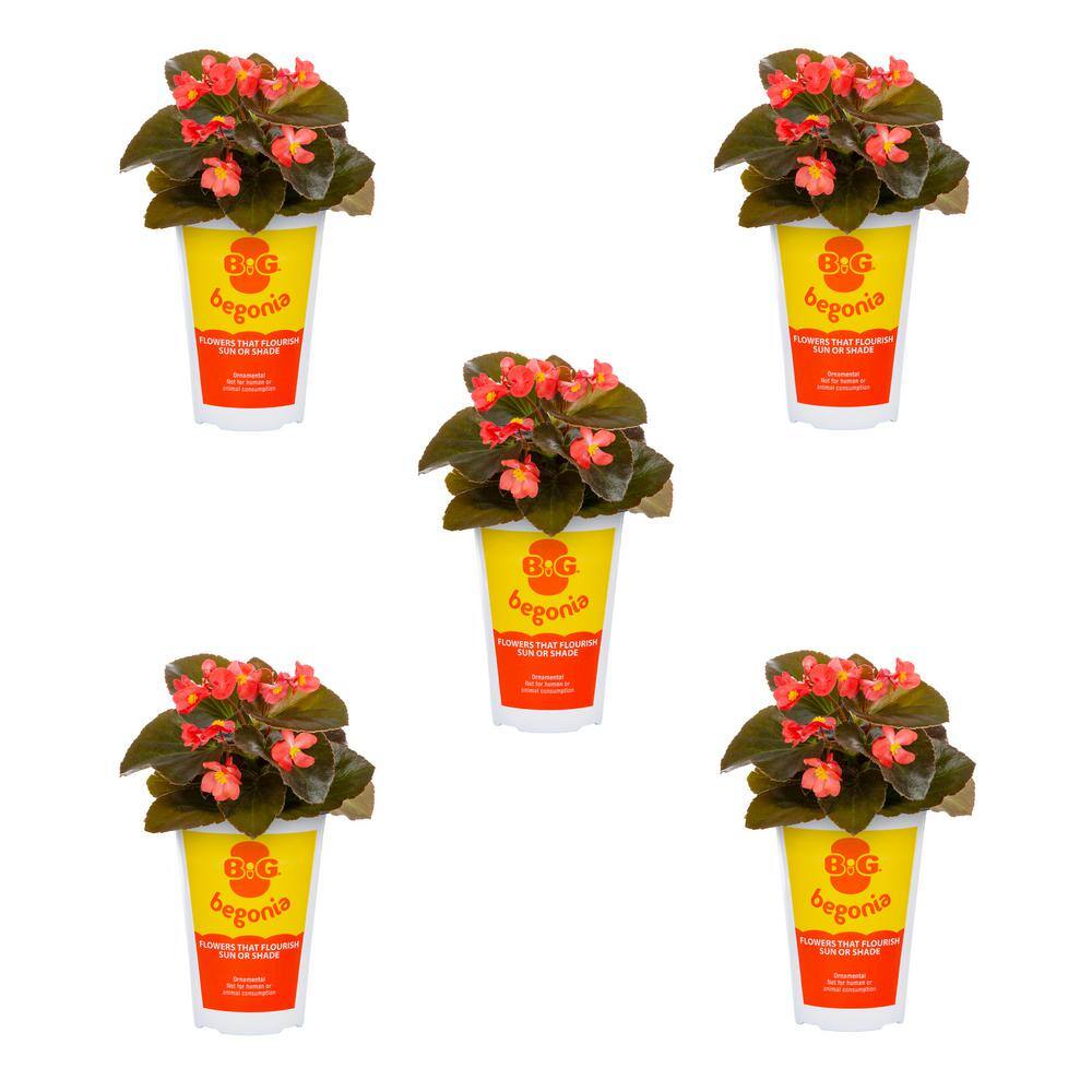 1.5 PT Big Begonia Red with Bronze Leaf Annual Plant (5-Pack) price history on PriceWatchPro