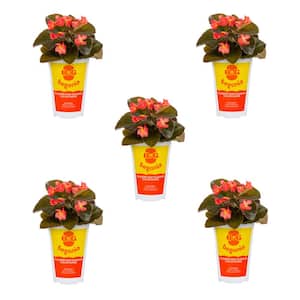 1 Qt. Big Begonia Red with Bronze Leaf Annual Plant (5-Pack)