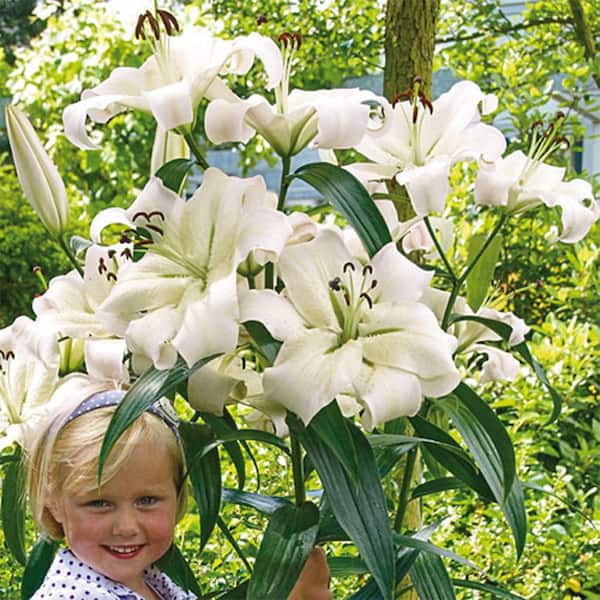 Breck's Giant Hybrid Lily Pretty Woman Bulbs (5-Pack)