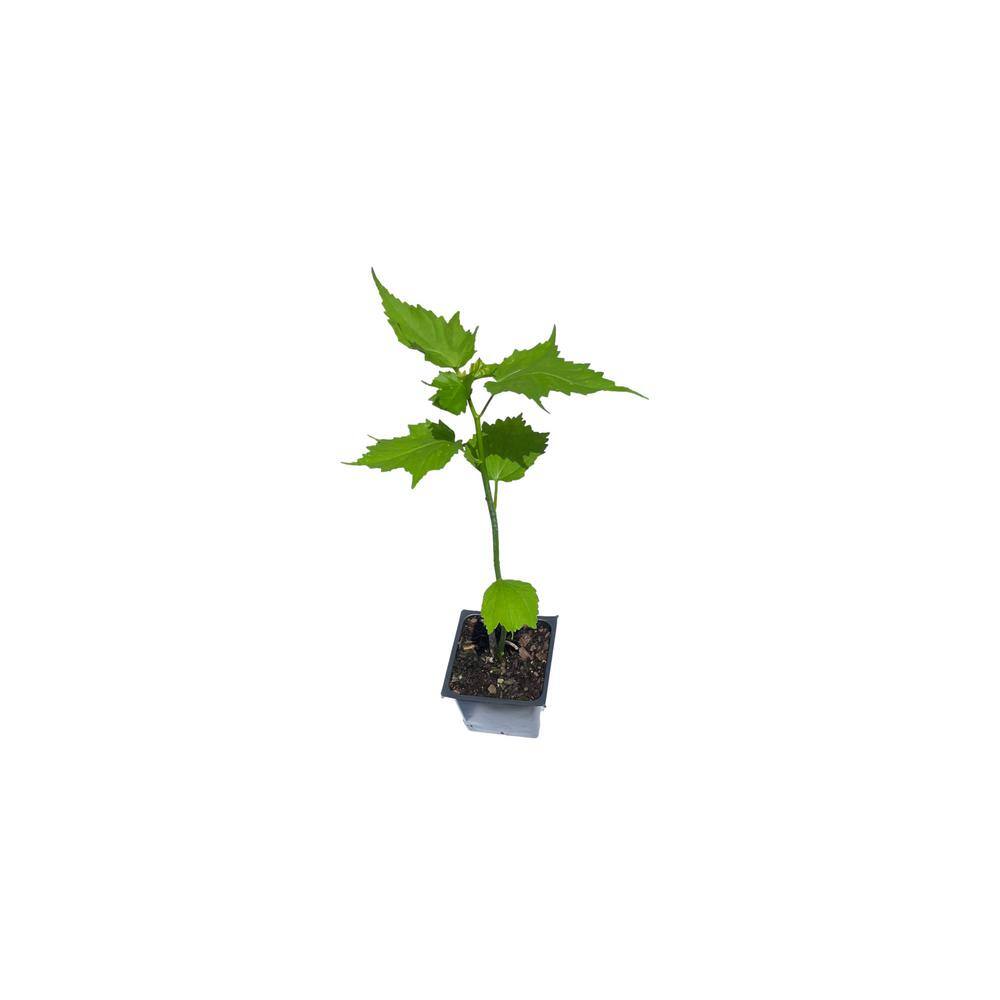 3 Lady Baltimoree Hibiscus Plants in 3 Separate 4 in. Pots