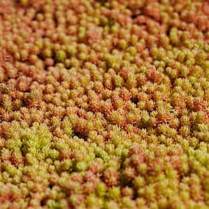 4 in. D x 3.5 in. H Non-Fragrant Sedum Blue Carpet with Pink Flowers(1-Pack)