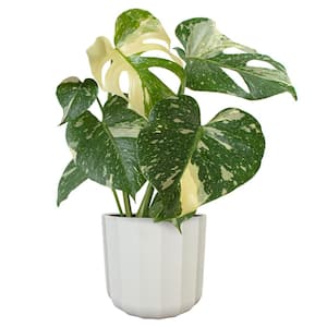 BELL NURSERY 6 in. Monstera Swiss Cheese Plant in Multi-Color