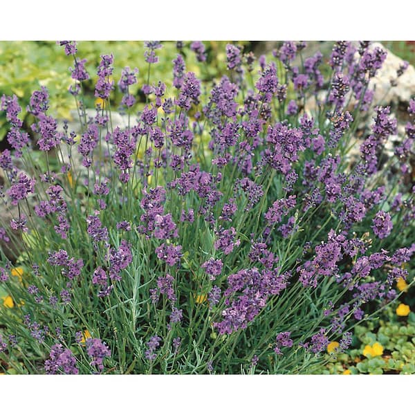 Organic English Lavender Plant Rooted /12to 14 1 Count Grown in