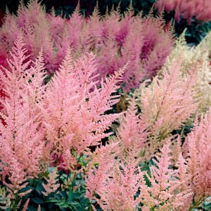 Astilbe Everchanging Peaches and Cream (Set of 5 Roots)