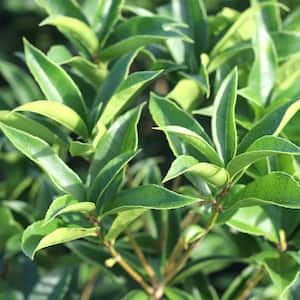 3-4ft Tall Tea Olive Shrub, Sweetly Fragrant Blooms (2-Pack)