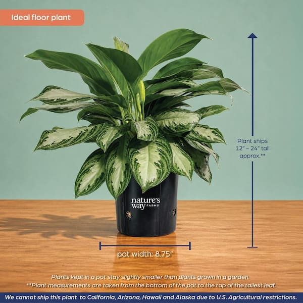 NATURE'S WAY FARMS 1.72 Gal. Crystal Bay Aglaonema Indoor Tropical