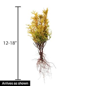 12 in. Tall to 18 in. Tall Golden Globe Arborvitae (Thuja), Live Evergreen Bareroot Shrub (1-Pack)