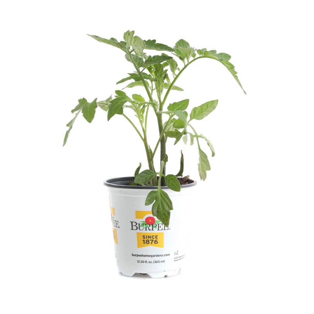 Burpee 3.5 in Early Girl Plus Red Tomato Plant (2-Pack) TOMEGIRR8