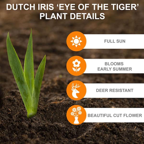 8/9cm, Eye of the Tiger Dutch Iris Hollandica Flower Bulbs (Bag of 50)