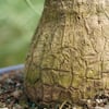 brussel-s-bonsai-bonsai-trees-dt-7001ptp-4f.3